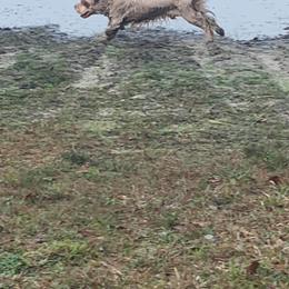 Clumber Spaniel All Grown Up from Tricklecreek Clumber Spaniels