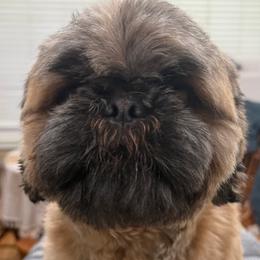 Charlie - Shih Tzu
