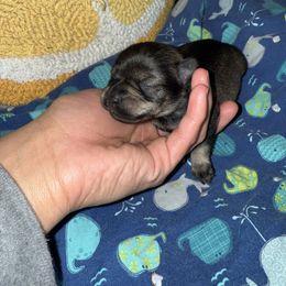 Male one salt pepper - Salt and pepper male Miniature Schnauzer puppy in Kansas City, Kansas from Liliana's Mini Schnauzers