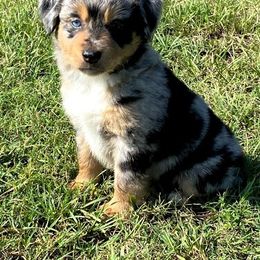 "BMM - (Valor) Stormie X Big" Australian Shepherd and Miniature Australian Shepherd Puppies from Flying S Aussies