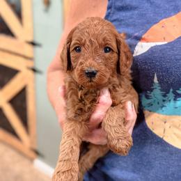 Reba - Red  female Goldendoodle puppy in Wharton, Texas from Little Fur Friends