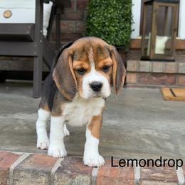 Lemondrop - Black tan and white female Beagle puppy in Mansfield, Missouri from Rippee Creek Kennel