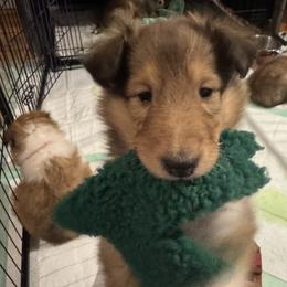 Comet - Sable and white female Collie puppy in Morocco, Indiana from Collegiate Bassets and Rheign Collies