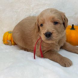 Kyle - Apricot male Goldendoodle puppy in Casselberry, Florida from My Little Doodle