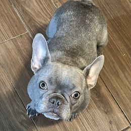 Luna - French Bulldog
