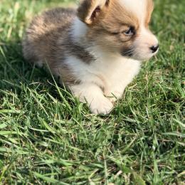 Red collar - White and black male Pembroke Welsh Corgi puppy in Monterey, Tennessee from Co-Pilot Corgis