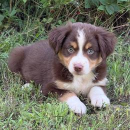 RTM - Neon Green Collar - Red tri male Miniature Australian Shepherd puppy in Natural Dam, Arkansas from Natural State Aussies