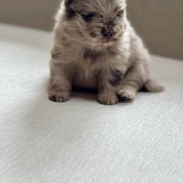 Swatch - Chocolate merle male Pomeranian puppy in Canandaigua, New York from Fingerlakes Pomeranians