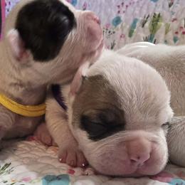 Reese - White and tan female American Bulldog puppy in Three Rivers, Michigan from Jemms Kennels
