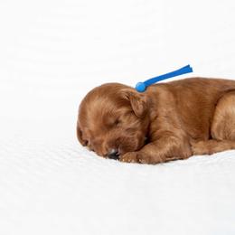 Lincoln - Red  male Goldendoodle puppy in Meridian, Idaho from Country Club Doodles