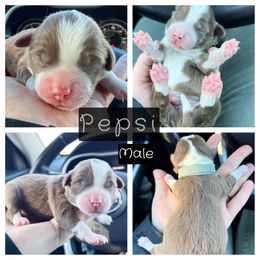 Aussiedoodle, Goldendoodle, and Miniature Australian Shepherd Puppies from Clover Bar Kennels