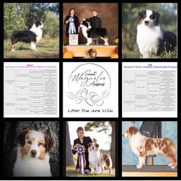 Colby Boy 2 - Blue merle male Australian Shepherd puppy in Walnut Creek, California from Sweet Magnolia Aussies