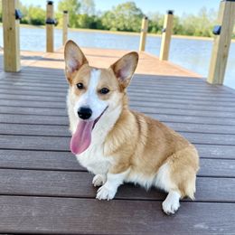 Red - Pembroke Welsh Corgi