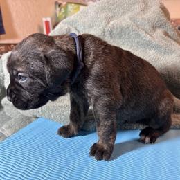 Girl 2 - Black brindle female Cane Corso puppy in Ocala, Florida from High Royal Kennel