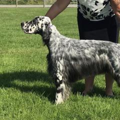 Confetti - English Setter