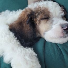 Poodles from Gypsy Poodle Co