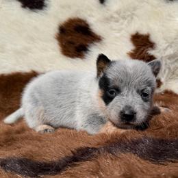 Boy 1 - Blue male Australian Cattle Dog puppy in Amesbury, Massachusetts from Fox Hill Farm & K9