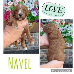 Navel - Red  male Goldendoodle puppy in Chattanooga, Tennessee from Scenic City Doodles