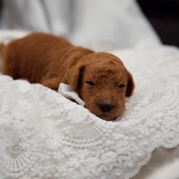 Grey collar boy - Red  male Goldendoodle puppy in Spokane, Washington from Beloved_doodles_WA