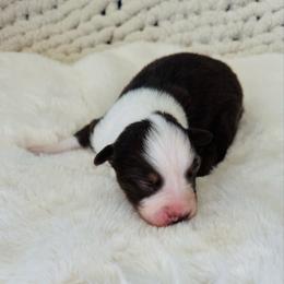 Hershey - Red tri-color male Australian Shepherd puppy in Zwingle, Iowa from Homestead Aussies & Doodles