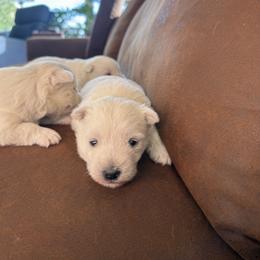 Girl 3 - White female West Highland White Terrier puppy in Dallas, Oregon from Broken Road Westies