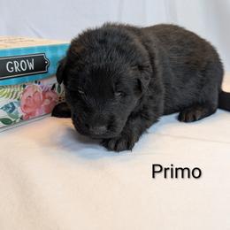 Primo - Sable male German Shepherd puppy in Waterloo, New York from Von Nikolaos German Shepherds