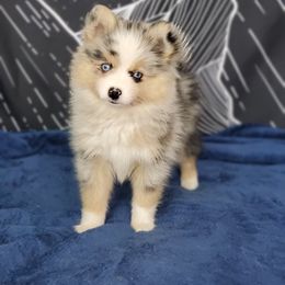 Pomsky Puppies from Candyland Pomskies