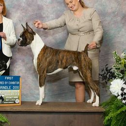 Austin - Boxer