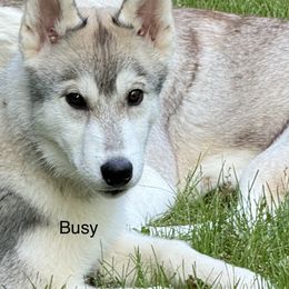 Siberian Husky Puppies from Coldwind Kennel