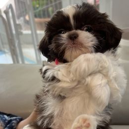 Shih Tzu Puppies from Mayra’s Shih Tzus