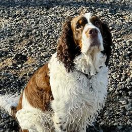 Fin - English Springer Spaniel