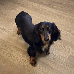 Phoebe - Dachshund