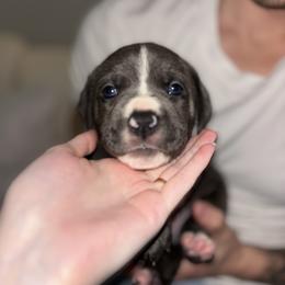 Lilac - Gray brindle female Cane Corso puppy in Jacksonville, North Carolina from Cor Dei Cane Corso
