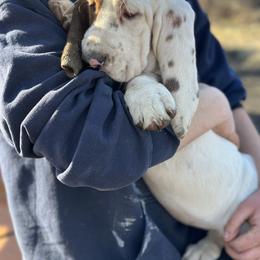 Basset Hound Puppies from Hill Top Basset Hounds & Great Pyrenees