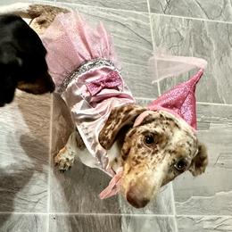 Cupid - Dachshund