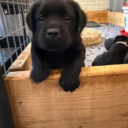 Girl 3 - Black female Labrador Retriever puppy in Remsen, New York from Lake Julia Labradors