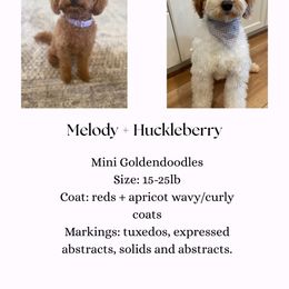 Goldendoodle puppies from Doodles Delight PNW