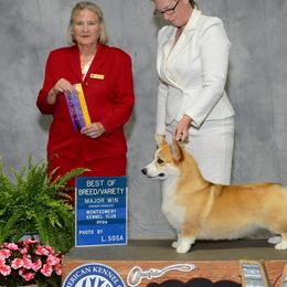 Blaze - Pembroke Welsh Corgi