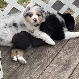 Australian Shepherd Puppies from Mezzo Australian Shepherds