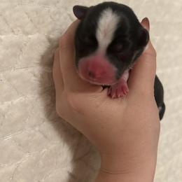 Pumba - Black and tan male Pembroke Welsh Corgi puppy in Vacaville, California from Hope_4thebay_Corgis