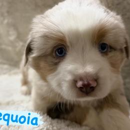 Sequoia - Red merle male Miniature Australian Shepherd puppy in South Central, Pennsylvania from Windy Hills Mini Aussies & Doodles