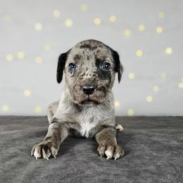 Marshal NALC - Blue merle male Catahoula Leopard Dog puppy in Doerun, Georgia from Twig & Tail Puppies