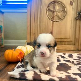 Girl 2 - Red female Pembroke Welsh Corgi puppy in Johnson City, Texas from McCall Creek Corgis