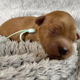 Goldendoodle Puppies from Simply Mini Goldendoodles