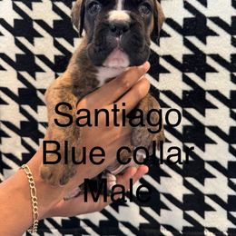 Boy 4: Santiago (Saint) - Brindle male Boxer puppy in Suitland, Maryland from PrideNJoy Boxers