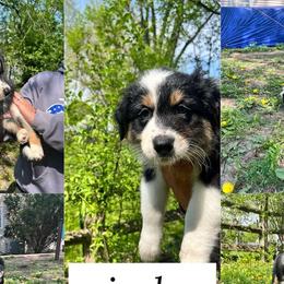 Australian Shepherds from Virginia's Australian Shepherds