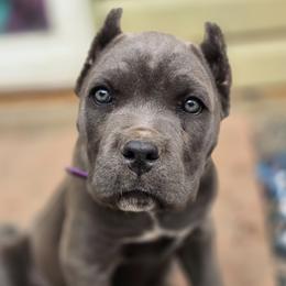 Cane Corso Puppies from Willow Creek Cane Corsos