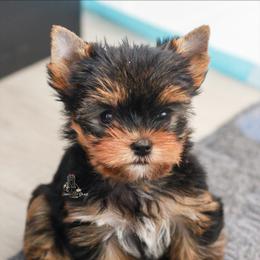 Yorkshire Terrier Puppies from Essence of Grace Yorkies