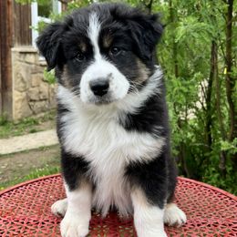 Kiva - Black tri-color female Australian Shepherd puppy in Molt, Montana from Prairie Paws Australian Shepherds