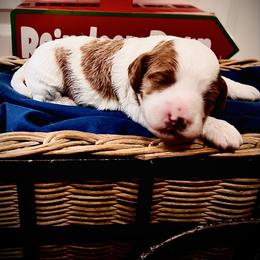 Snowflake - Parti female Goldendoodle puppy in Bradenton, Florida from Christianna’s Mini Goldendoodles